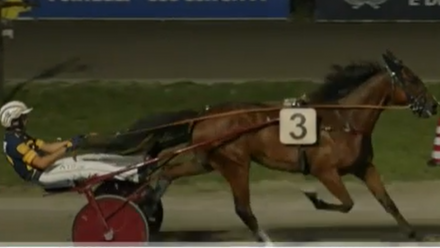 - Mediahorsesrace.com