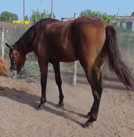 - Mediahorsesrace.com